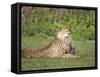 Cheetah Cub Playing with its Mother, Ndutu, Ngorongoro, Tanzania-null-Framed Stretched Canvas