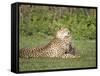 Cheetah Cub Playing with its Mother, Ndutu, Ngorongoro, Tanzania-null-Framed Stretched Canvas