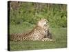 Cheetah Cub Playing with its Mother, Ndutu, Ngorongoro, Tanzania-null-Stretched Canvas