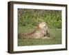 Cheetah Cub Playing with its Mother, Ndutu, Ngorongoro, Tanzania-null-Framed Photographic Print