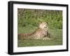 Cheetah Cub Playing with its Mother, Ndutu, Ngorongoro, Tanzania-null-Framed Photographic Print