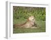 Cheetah Cub Playing with its Mother, Ndutu, Ngorongoro, Tanzania-null-Framed Photographic Print