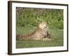 Cheetah Cub Playing with its Mother, Ndutu, Ngorongoro, Tanzania-null-Framed Photographic Print