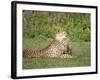 Cheetah Cub Playing with its Mother, Ndutu, Ngorongoro, Tanzania-null-Framed Photographic Print