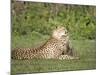 Cheetah Cub Playing with its Mother, Ndutu, Ngorongoro, Tanzania-null-Mounted Photographic Print