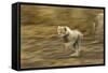 Cheetah Cub-Paul Souders-Framed Stretched Canvas