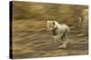 Cheetah Cub-Paul Souders-Stretched Canvas