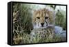 Cheetah Cub-null-Framed Stretched Canvas