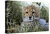 Cheetah Cub-null-Stretched Canvas