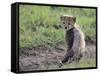 Cheetah Cub-DLILLC-Framed Stretched Canvas