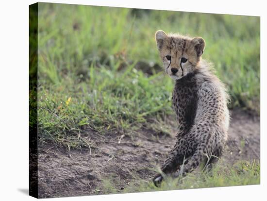 Cheetah Cub-DLILLC-Stretched Canvas