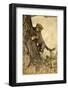 Cheetah Cub-Paul Souders-Framed Photographic Print