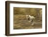 Cheetah Cub-Paul Souders-Framed Photographic Print