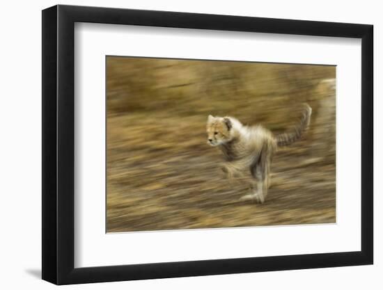 Cheetah Cub-Paul Souders-Framed Photographic Print