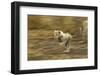 Cheetah Cub-Paul Souders-Framed Photographic Print