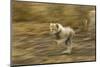 Cheetah Cub-Paul Souders-Mounted Photographic Print