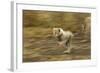 Cheetah Cub-Paul Souders-Framed Photographic Print