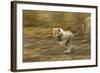 Cheetah Cub-Paul Souders-Framed Photographic Print