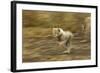 Cheetah Cub-Paul Souders-Framed Photographic Print