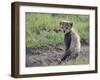 Cheetah Cub-DLILLC-Framed Photographic Print