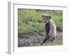 Cheetah Cub-DLILLC-Framed Photographic Print