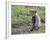 Cheetah Cub-DLILLC-Framed Photographic Print