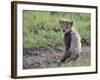 Cheetah Cub-DLILLC-Framed Photographic Print