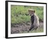 Cheetah Cub-DLILLC-Framed Photographic Print