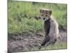 Cheetah Cub-DLILLC-Mounted Photographic Print