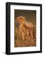 Cheetah Cub-Julian W.-Framed Photographic Print