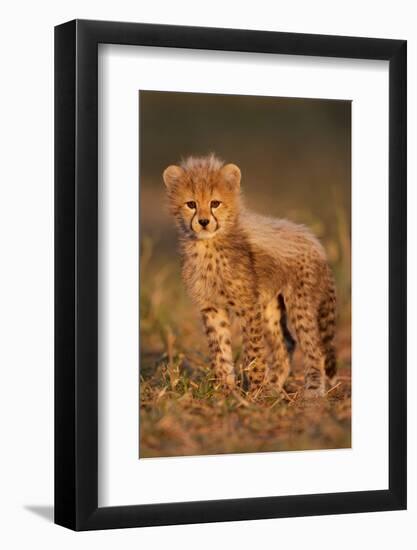 Cheetah Cub-Julian W.-Framed Photographic Print