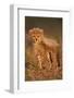 Cheetah Cub-Julian W.-Framed Photographic Print