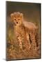 Cheetah Cub-Julian W.-Mounted Photographic Print