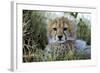 Cheetah Cub-null-Framed Photographic Print