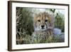 Cheetah Cub-null-Framed Photographic Print