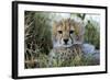 Cheetah Cub-null-Framed Photographic Print