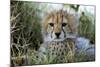 Cheetah Cub-null-Mounted Photographic Print