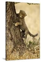 Cheetah Cub-Paul Souders-Stretched Canvas