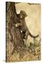 Cheetah Cub-Paul Souders-Stretched Canvas