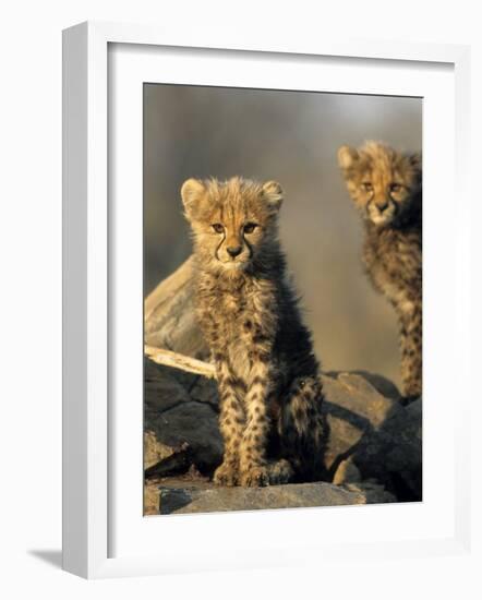 Cheetah Cubs, Acinonyx Jubatus, Duesternbrook Private Game Reserve, Windhoek, Namibia, Africa-Thorsten Milse-Framed Photographic Print