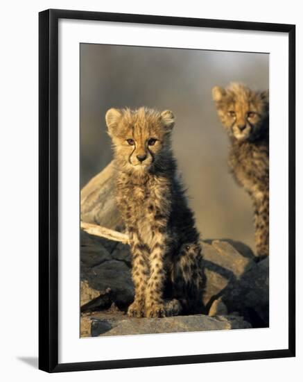 Cheetah Cubs, Acinonyx Jubatus, Duesternbrook Private Game Reserve, Windhoek, Namibia, Africa-Thorsten Milse-Framed Photographic Print