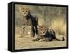 Cheetah Cubs, Acinonyx Jubatus, Duesternbrook Private Game Reserve, Windhoek, Namibia, Africa-Thorsten Milse-Framed Stretched Canvas