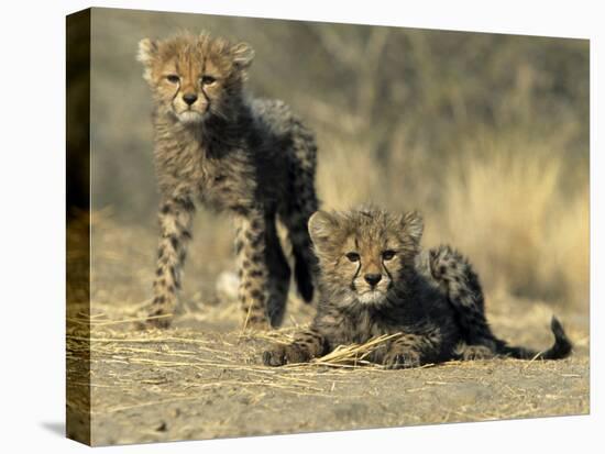 Cheetah Cubs, Acinonyx Jubatus, Duesternbrook Private Game Reserve, Windhoek, Namibia, Africa-Thorsten Milse-Stretched Canvas