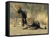 Cheetah Cubs, Acinonyx Jubatus, Duesternbrook Private Game Reserve, Windhoek, Namibia, Africa-Thorsten Milse-Framed Stretched Canvas