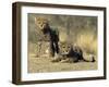 Cheetah Cubs, Acinonyx Jubatus, Duesternbrook Private Game Reserve, Windhoek, Namibia, Africa-Thorsten Milse-Framed Photographic Print