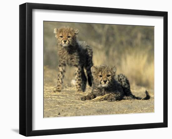 Cheetah Cubs, Acinonyx Jubatus, Duesternbrook Private Game Reserve, Windhoek, Namibia, Africa-Thorsten Milse-Framed Photographic Print