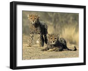 Cheetah Cubs, Acinonyx Jubatus, Duesternbrook Private Game Reserve, Windhoek, Namibia, Africa-Thorsten Milse-Framed Photographic Print