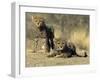 Cheetah Cubs, Acinonyx Jubatus, Duesternbrook Private Game Reserve, Windhoek, Namibia, Africa-Thorsten Milse-Framed Photographic Print