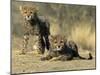 Cheetah Cubs, Acinonyx Jubatus, Duesternbrook Private Game Reserve, Windhoek, Namibia, Africa-Thorsten Milse-Mounted Photographic Print