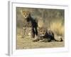 Cheetah Cubs, Acinonyx Jubatus, Duesternbrook Private Game Reserve, Windhoek, Namibia, Africa-Thorsten Milse-Framed Photographic Print